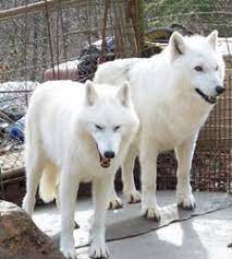 Show dog puppies cost considerably more because they come from an extremely good lineage and normally come with full akc registration. Wolves For Sale