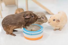 Why buy the best guinea pig food bowl if you do not keep it clean and fresh? Best Tip Proof Guinea Pig Bowls Pocket Sized Pets