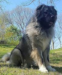 Caucasian Shepherd The Amazing Russian Bear Dog Caucasian Shepherd Dog Russian Bear Dog Caucasian Shepherd