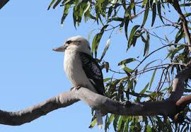 Free Image On Pixabay Australian Kookaburra Bird Bird Image Public Domain Images
