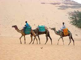 A camel's coat (hair) reflect the desert sun and keeps them. Fun Camel Facts For Kids Animal Facts Cool Kid Facts