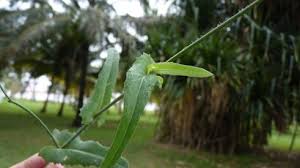 Image result for Vernonia galamensis