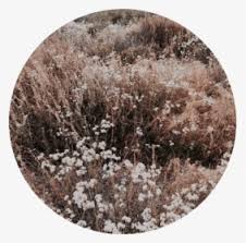 ✓ free for commercial use ✓ high quality images. Brown Flower Png Images Free Transparent Brown Flower Download Kindpng