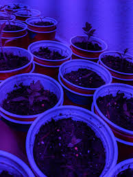 How long should you leave grow lights on. Can I Leave My Grow Lights On 24 7 While I M Out Of Town For 3 Days Also Have You Ever Seen A 3 Leafed Eggplant Seedling Like This Gardening