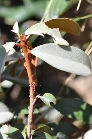 Image result for Englerophytum magalismontanum