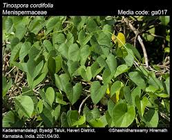 Image result for Menispermaceae