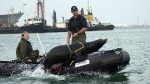 Robots Replace Costly Us Navy Mine Clearance Dolphins Navy Seals Animals Sea Lion