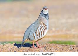 Image result for Alectoris rufa