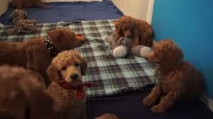 Standard poodle puppies are all beautiful. Red Standard Poodle Puppies At 6 Weeks Old Youtube