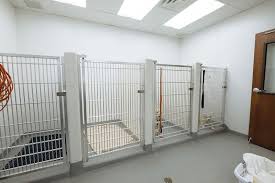 And that with the best dog boarding in singapore. Indoor Dog Boarding Near Me Off 61 Www Usushimd Com