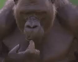 Urban Dictionary Gorilla Grip Coochie