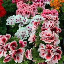 Image result for Pelargonium