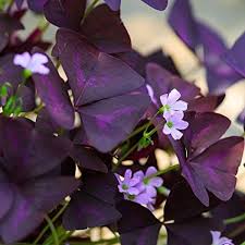 Attracts birds and butterflies, fragrant. Could You Name A Plant That Has An X In It Quora