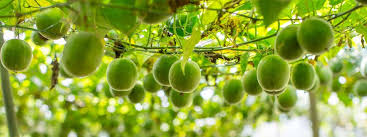 Another favorite of slayton's, monk fruit is a fruit grown in asia. What Is Organic Monk Fruit Sweetener Faqs Now Foods