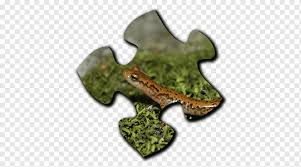 Not only is it good for diy and home improveme. Google Play Lizard Jigsaw Puzzles Frog Jigsaw Puzzles Google 501c3 Salamander Reptile Png Pngwing