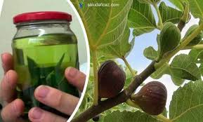 Muchas hierbas y semillas que posiblemente conoces, podrían ayudarte a regular de manera natural los niveles de azúcar en sangre. Plantas Que Curan Y Sanan La Diabetes 4 Poderosas Plantas Que Te Ayudan A Controlar La Diabetes Las Mejores Plantas Para La Diabetes The Best Drop Fade Hairstyles