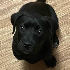 > all activity partners artists childcare general groups local news and. Adopt A Labrador Retriever Puppy Near Dallas Tx Get Your Pet