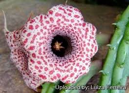 Image result for Huernia hislopii