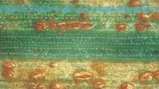 Image result for rez rzivost ostru%u017Einy