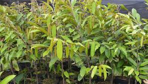 (utk yg order min 100 pokok) 0139287008. Mudah 4 Cara Menyetek Pohon Durian Agar Cepat Berbuah Star Farm International