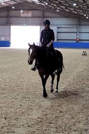 Dr Raquel has vast experience with horses and this course is a must if  you'd like to understand more about you horse and prehab correctly.