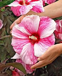 Riesen Hibiskus Kopper King Blumen Pflanzen Hibiskus Hibiskus Pflanzen