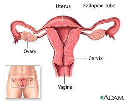 Maybe you would like to learn more about one of these? Functions Of The Female Reproductive Organs Nursing Crib