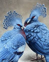 Bird That Sounds Like A Car Alarm Canada Meu Universo Beautiful Birds Colorful Birds Pretty Birds
