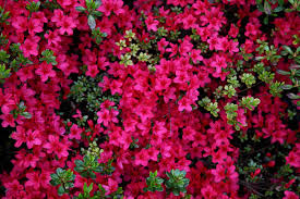 These 5 flowering spring bushes are gorgeous ways to bring color to your yard. Azalea Description Red Azalea Spring Flowers West Virginia Forestwander Spring Flowers Greek Flowers Flower Garden