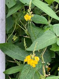 Image result for Vigna umbellata