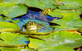 We did not find results for: How To Create A Frog Friendly Pond