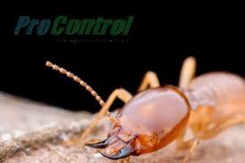 Call all bugs (07)3324 0111. Termite Infestation In West Palm Beach Procontrol Services