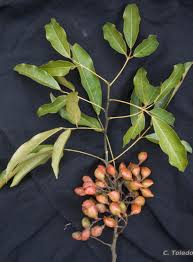 Image result for Connarus