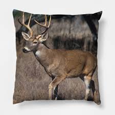 white tail deer