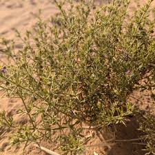 Image result for Fagonia