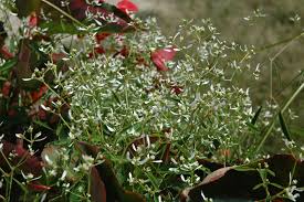 Image result for Euphorbia graminea