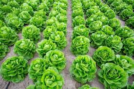 Image result for Lactuca ugandensis