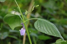 Image result for Brillantaisia madagascariensis