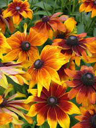Rudbeckia Autumn Colors Flower Garden Beautiful Flowers Flowers