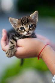 Most Adorable Kitty Held By Human Hands Adorablekitty Tinycat Youngkitty Kitten Kittens Cutest Cats And Kittens Cute Cats And Kittens