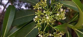 Image result for Rauvolfia afra