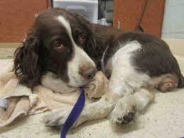 English Springer Spaniel Dog For Adoption In Rancho Cucamonga Ca Adn 772509 On Puppyfinder Com Gender Fema Dog Adoption English Springer Spaniel Spaniel Dog