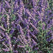 Image result for perovskia atriplicifolia 'little spire'