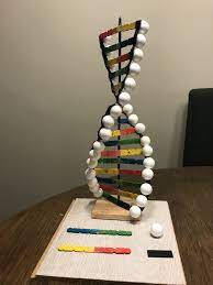Dna Model Drewniane Patyczki Tasma Izolacyjna I Styropianowe Bombki Dna Model Project Dna Project Dna Model