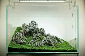 Mahmut Kirnik 1448 Betta Akvaryumlar Aquascaping