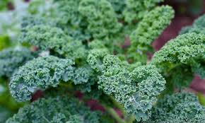 Use it as a statement plant near entryways or patios. 9 Kale Varieties You Ll Want To Grow Epic Gardening
