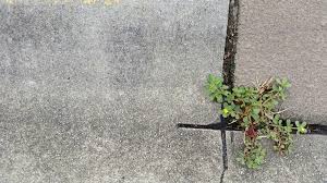 None can defy the fact that there are no known diseases or pests of the rock purslane. Green Review Weeds The Woes And Wonders Of The Plant Out Of Place Green Review