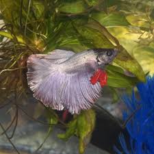 Beautiful Bettas Photo Gallery Betta Betta Fish Fish