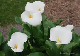 First fill the bucket with water then set near the calla lilies. Calla Lilies The Garden Website Com