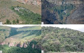 Image result for Faurea rubriflora